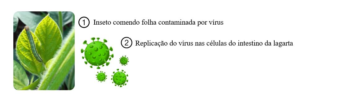 baculovírus