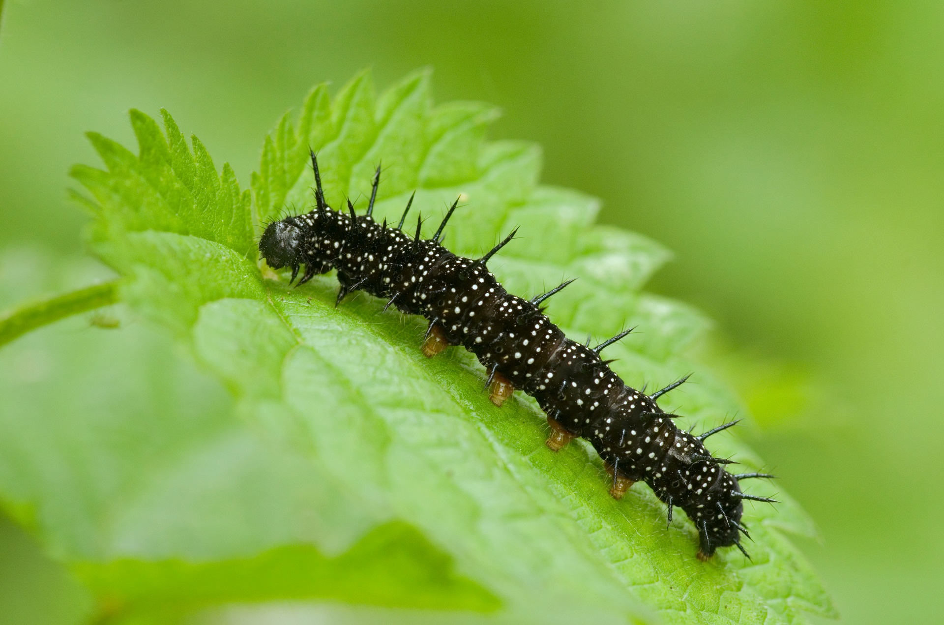 Lagarta preta: guia completo para o manejo em grãos