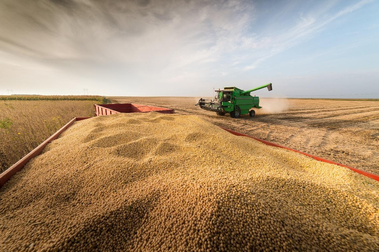 Aprenda a calcular o lucro por hectare de soja