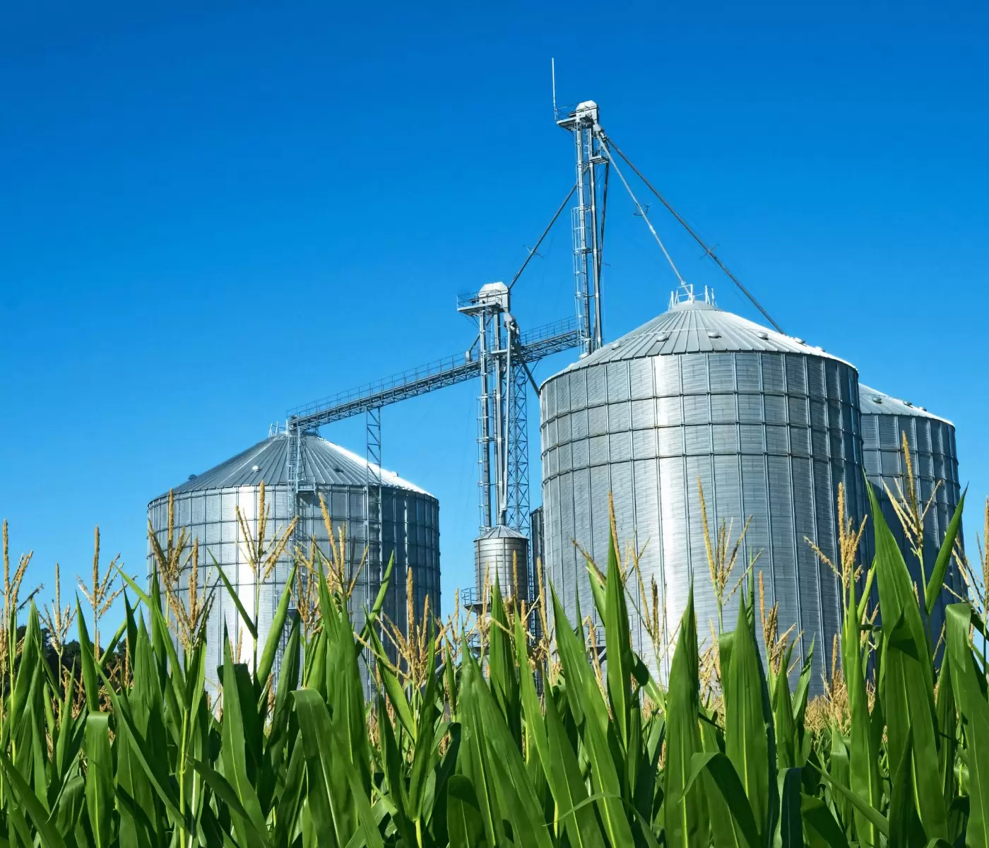 Terre Di Diatomee, 4 Kg | Coltivare Bio E Naturale - Foto 4