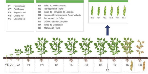 dessecação-de-soja - ciclo da soja