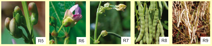 Os estágios reprodutivos que compõem as fases do feijão. 