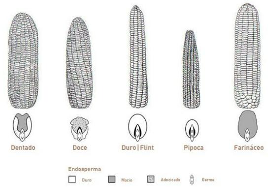 Os 5 Principais tipos de milho