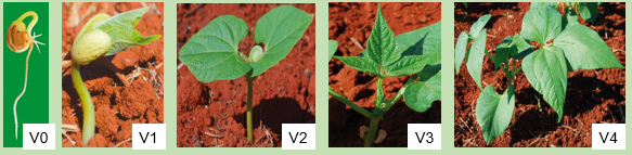 Exemplos do estádio vegetativo que compõe as fases de desenvolvimento do feijão. 