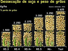 dessecação-de-soja - produtividade