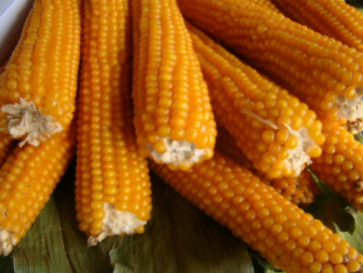 Tipos de milho - Pipoca