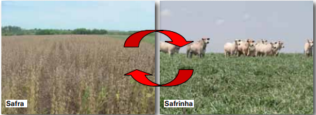 Tipo de sistemas de integração lavoura-pecuária, soja-forrageira - Brachiaria