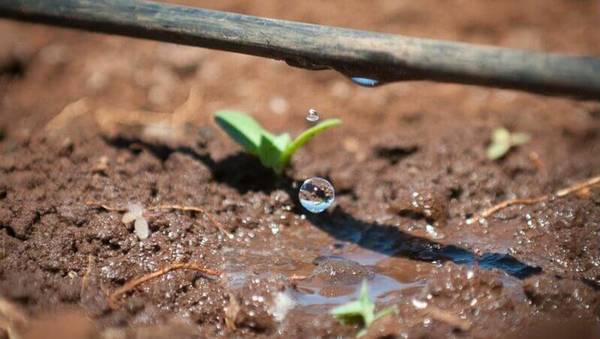 Irrigação localizada