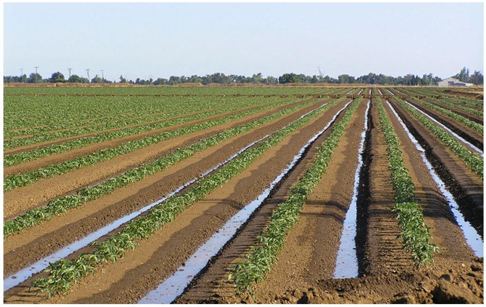 Irrigação por superfície