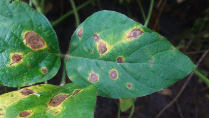 Biofungicidas - mancha-alvo na soja