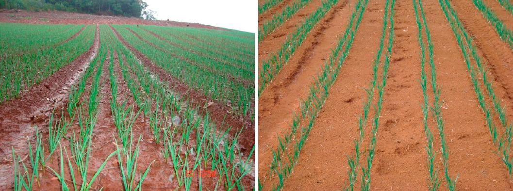 Espaçamento entre plantas: aprenda técnicas simples e de baixo custo que podem aumentar sua produtividade