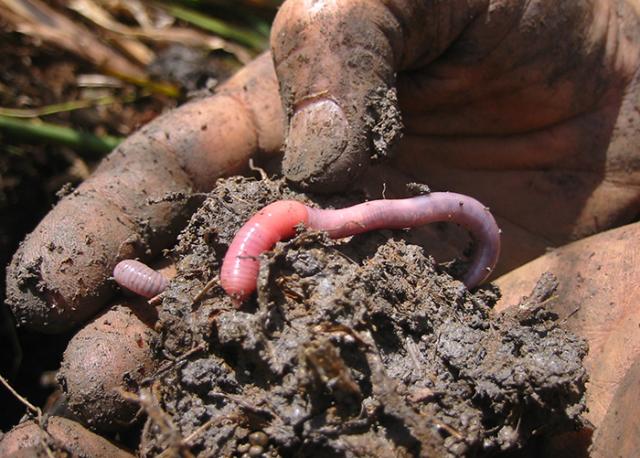 indicadores de fertilidade do solo