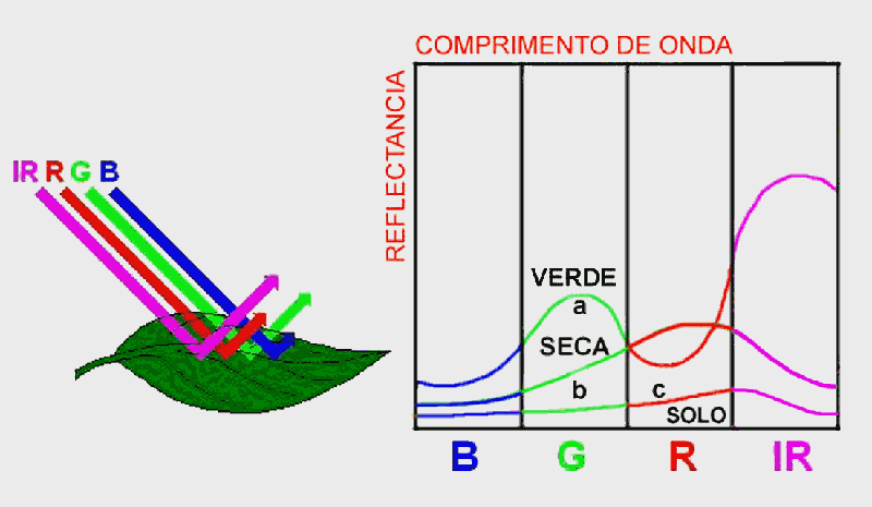 NDVI/