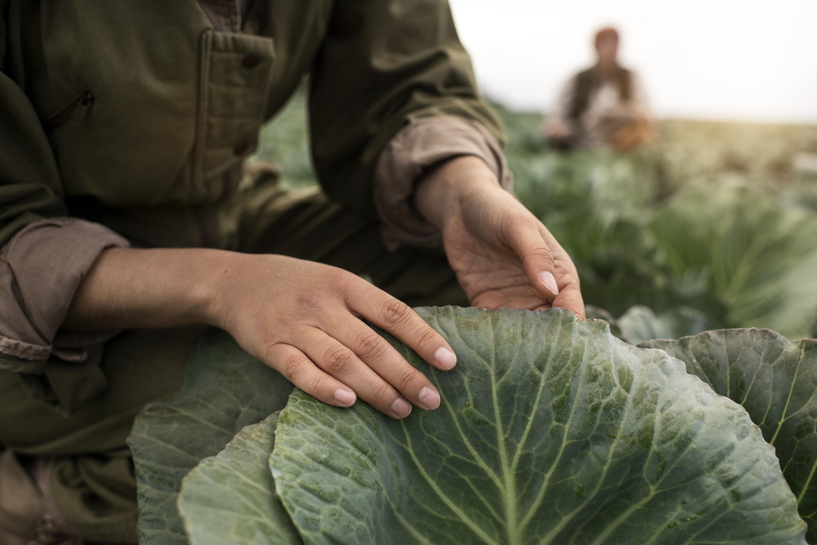 Myfarm Agricultura colaborativa: saiba como a tecnologia interfere positivamente