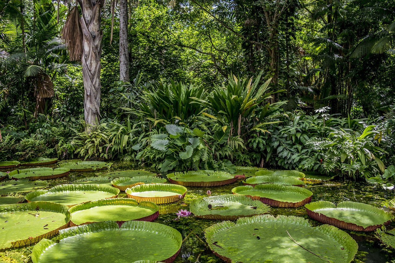 vegetação da floresta amazônica 