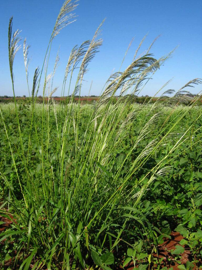 "Capim-amargoso (Digitaria insularis) em estágio avançado de desenvolvimento na lavoura.